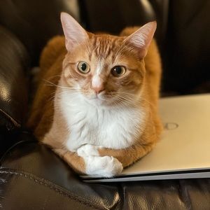 Meet your Posher, Jesse